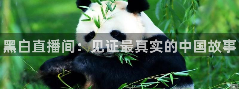 黑白直播间：见证最真实的中国故事