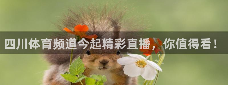 9球直播沙超杯